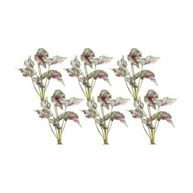 Varigated Caladium Foliage Bush (Set of 6)